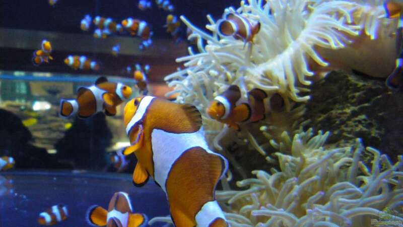 Suchet Nemo und findet einen Clownfisch