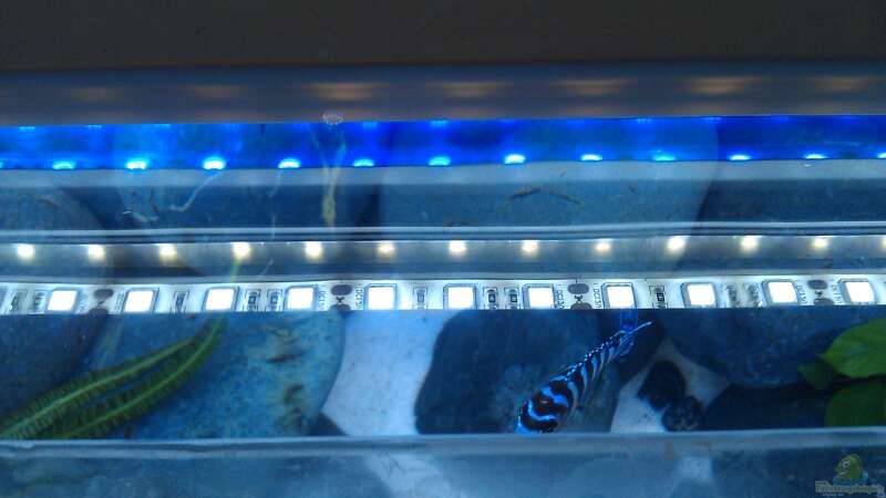 Eine Aquarienbeleuchtung mit LED-Stripes selbst bauen