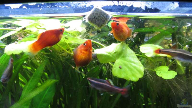 Futtervielfalt im Aquarium: Welches Zierfischfutter eignet sich auch für Wirbellose?