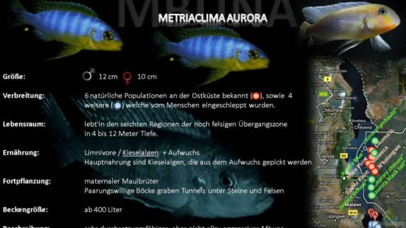 Artentafel - Metriaclima aurora