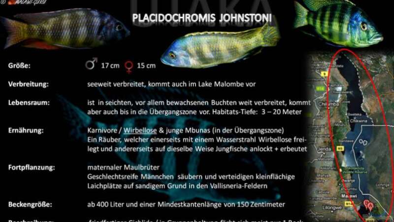 Artentafel - Placidochromis johnstoni