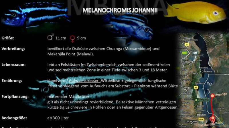 Artentafel - Melanochromis johannii