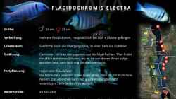Artentafel - Placidochromis electra