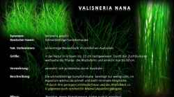 MALAWI Pflanzentafel - Valisneria nana
