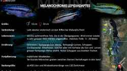 Artentafel - Melanochromis lepidiadaptes