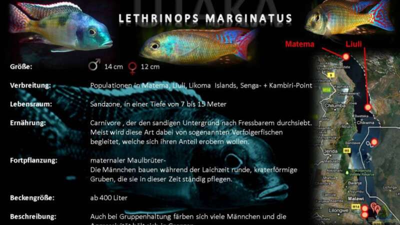 Artentafel - Lethrinops marginatus