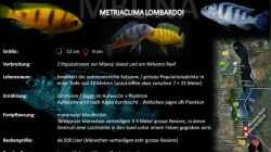 Artentafel - Metriaclima lombardoi
