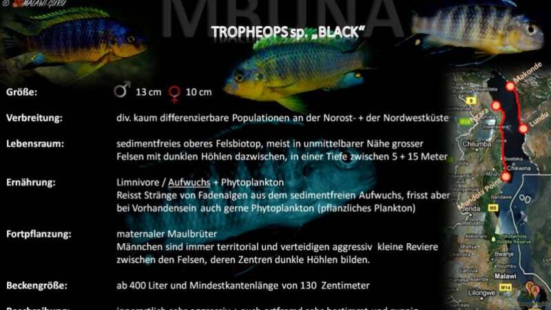 Artentafel - Tropheops sp. "black