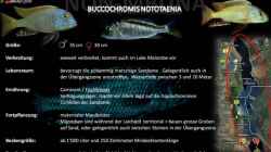 Artentafel - Buccochromis nototaenia