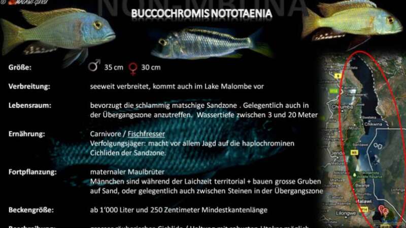 Artentafel - Buccochromis nototaenia