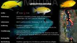Artentafel - Labidochromis caeruleus