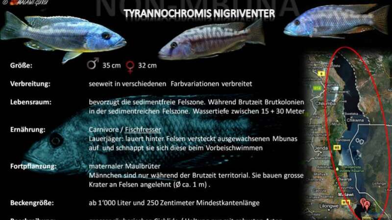 Artentafel - Tyrannochromis nigriventer