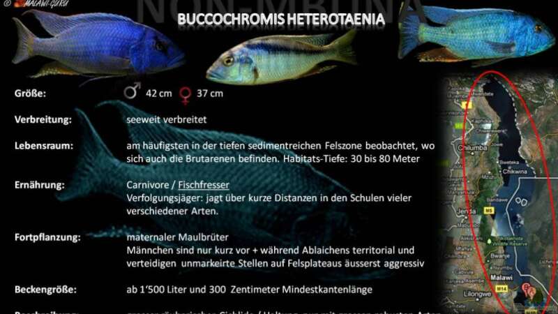 Artentafel - Buccochromis heterotaenia