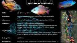 Artentafel - Protomelas taeniolatus