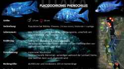 Artentafel - Placidochromis phenochilus