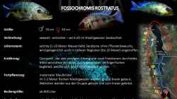 Artentafel - Fossochromis rostratus