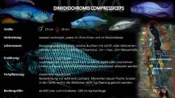 Artentafel - Dimidiochromis compressiceps
