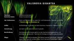 MALAWI Pflanzentafel - Valisneria gigantea
