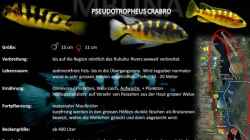 Artentafel - Pseudotropheus crabro