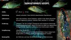 Artentafel - Taeniolethrinops laticeps