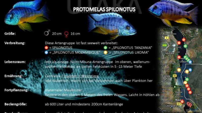 Artentafel - Protomelas spilonotus