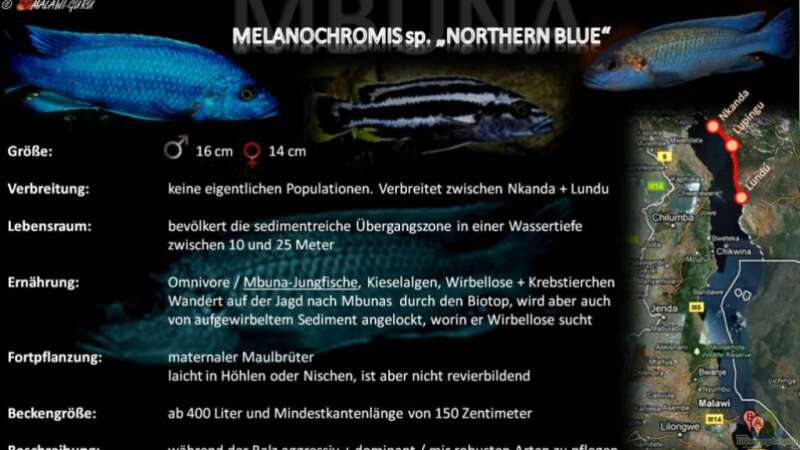 Artentafel - Melanochromis sp. "northern blue"