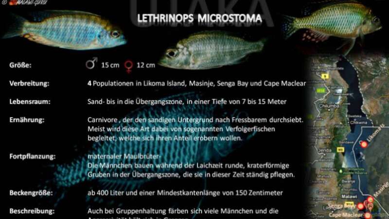 Artentafel - Lethrinops microstoma