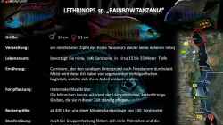 Artentafel - Lethrinops sp. "rainbow tanzania"
