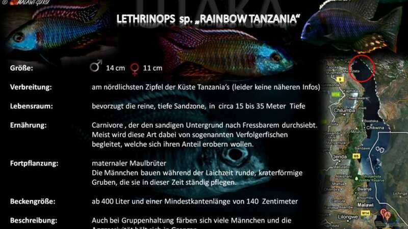 Artentafel - Lethrinops sp. "rainbow tanzania"