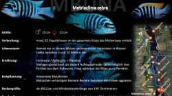 Artentafel - Metriaclima zebra