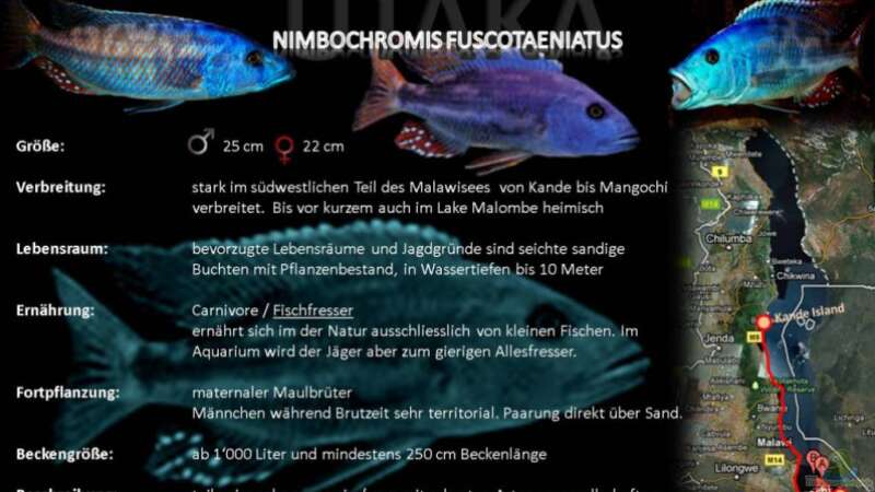 Artentafel - Nimbochromis fuscotaeniatus
