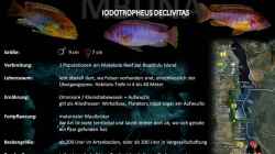 Artentafel - Iodotropheus declivitas