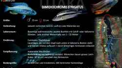 Artentafel - Dimidiochromis strigatus