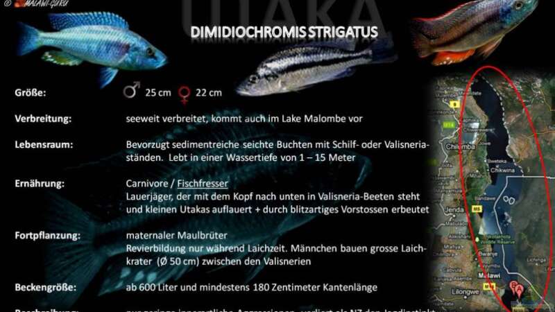 Artentafel - Dimidiochromis strigatus