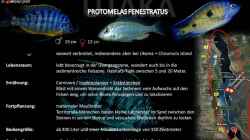 Artentafel - Protomelas fenestratus