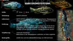 Artentafel - Nimbochromis polystigma