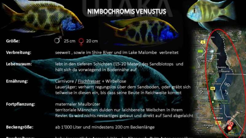 Artentafel - Nimbochromis venustus