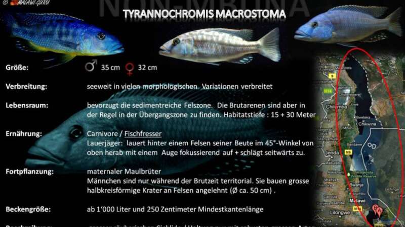 Artentafel -Tyrannochromis macrostoma