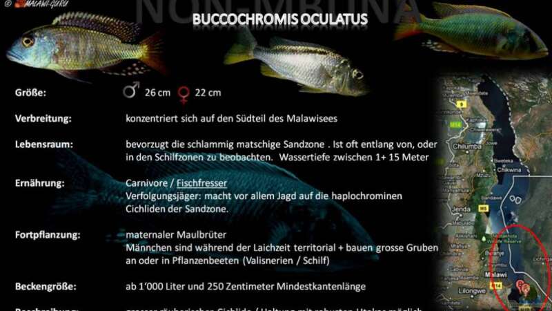 Artentafel - Buccochromis oculatus
