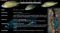 Artentafel - Nyassachromis prostoma
