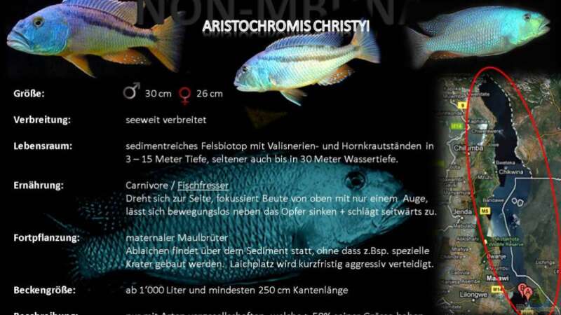 Artentafel - Aristochromis christyi