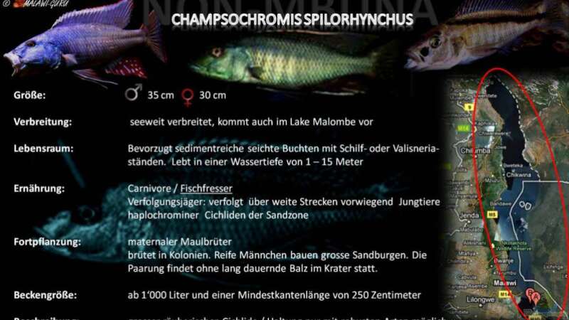 Artentafel - Champsochromis spilorhynchus