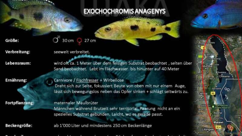 Artentafel - Exochochromis anagenys