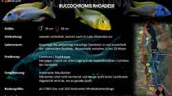 Artentafel - Buccochromis rhoadesii
