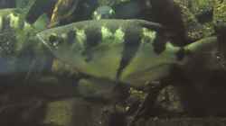 Artentafel Schützenfisch (Toxotes jaculatrix)