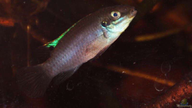 Haltung und Zucht von Enigmatochromis lucanusi - Ein Erfahrungsbericht