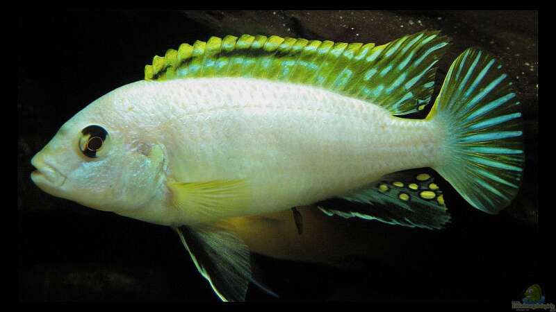 Eine Perle aus dem Njassasee,der Labidochromis sp.Perlmutt !!!