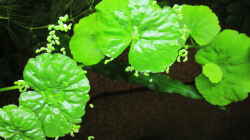 Brasilianischer Wassernabel-Hydrocotyle leucocephala 