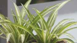 Chlorophytum comosum / Grünlilie 