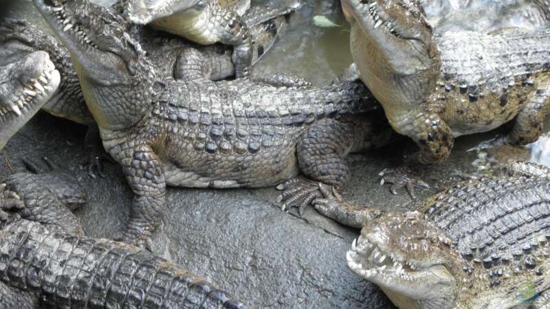 Philippinen-Krokodil (Crocodylus mindorensis)